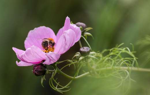 Flower bee nectar puzzle
