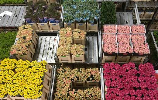 Flowers auction Netherlands