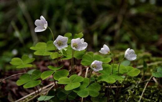 Forest floor spring