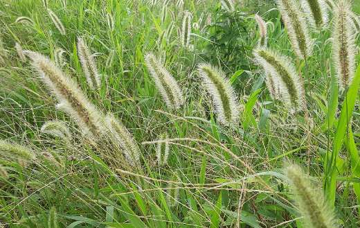 Cat jarashi weed grass