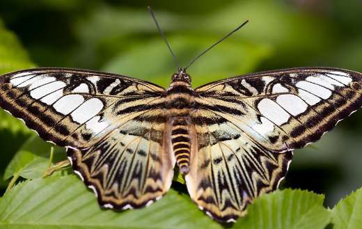 Clipper butterfly online