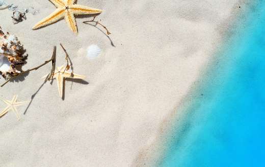 Starfish mussels sand