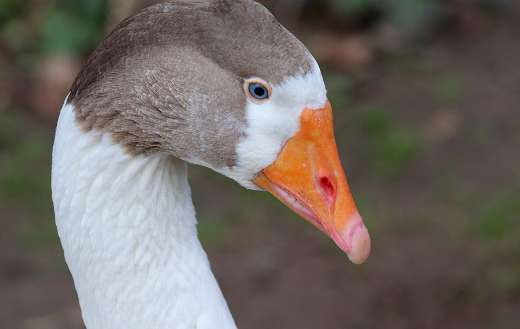 Domestic goose online