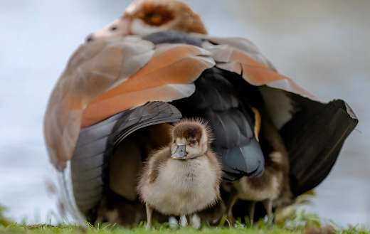 Egytian goose gosling