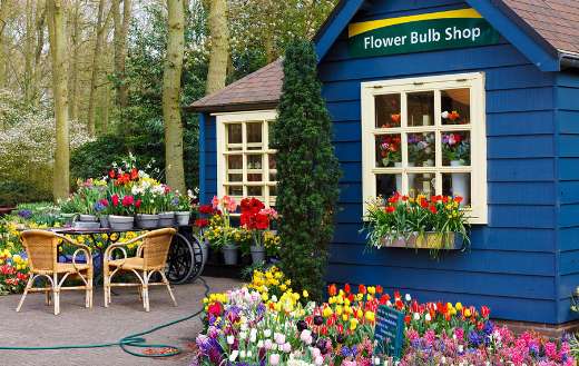 Beautiful blooming flowers arrangement Netherlands