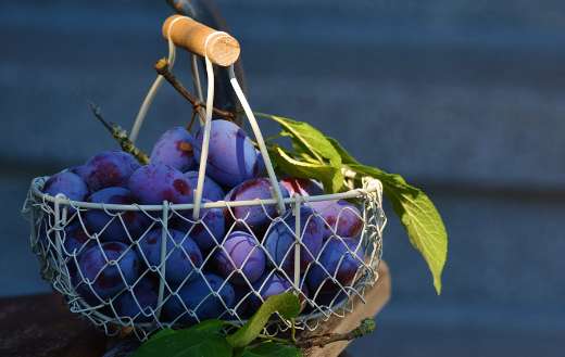 Fruit basket plums