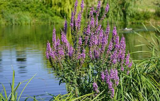 Lythrum flower loosestrife
