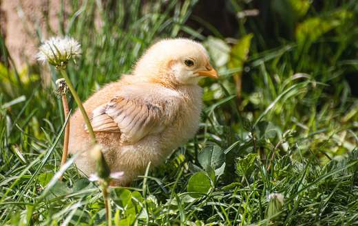 Poultry little fluffy chick