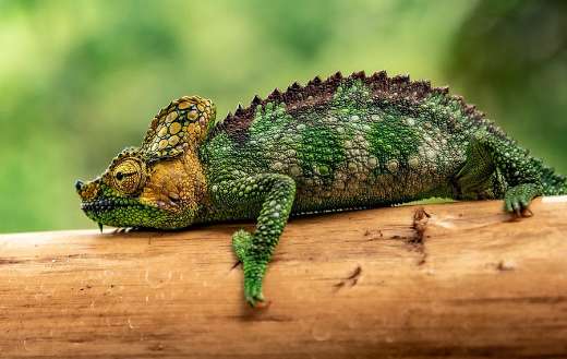 Chameleon reptile online