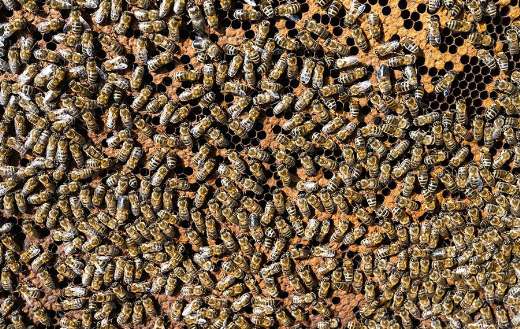 Europian honey bees insects