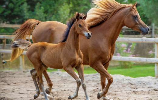 Purebred horse online