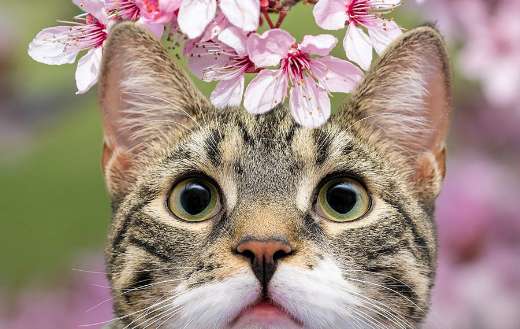 Close up photo online