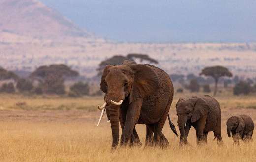 Elephants and family