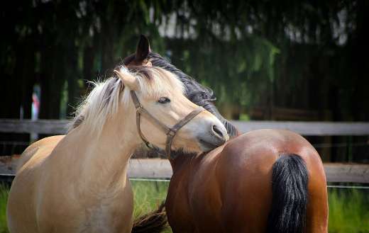 Horses love gesture puzzle