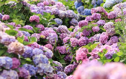 Hydrangeas beautiful flowers