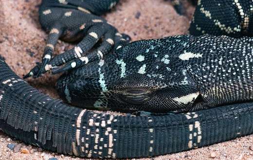 Lace monitor goanna Australia