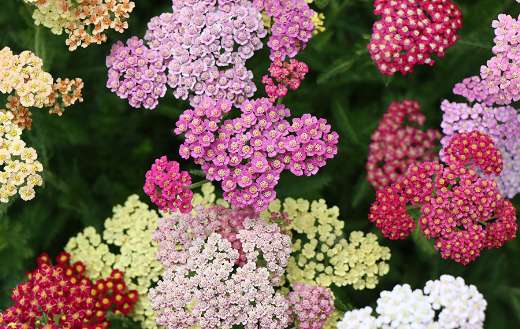 Achillea coloured flower plants