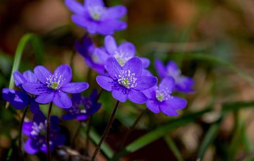 Hepatica liver flower