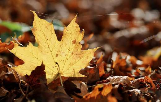 Maple leaf structure online