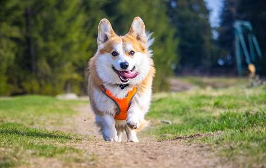 Cute-dog-in-orange-clothes