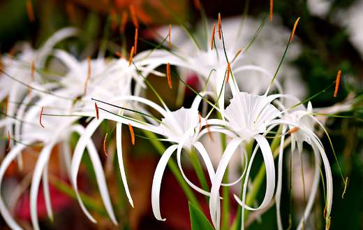 Spider lily online