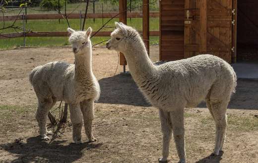 Two animals lama puzzle