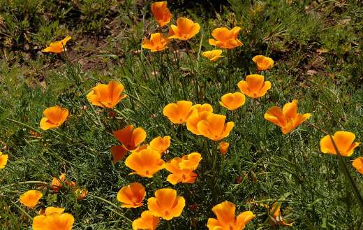 California orange poppy