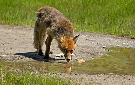Drought time red fox drinking
