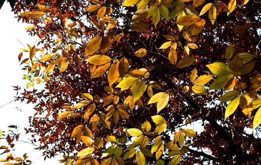 Fall image leaves color autumn