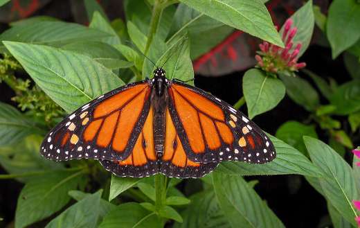 Color orange butterfly insect