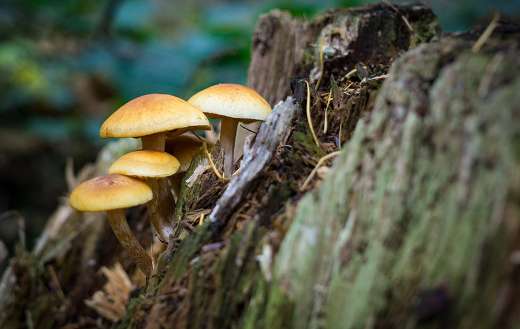Mushroom autumn fall time