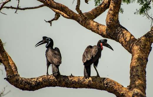 Two hornbill online