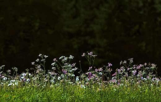 Yarrow flowering flowers
