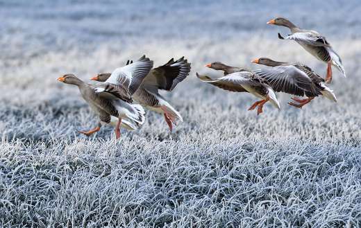 Gray geese approach frost grass