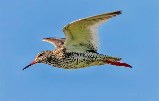 Red stem bird online