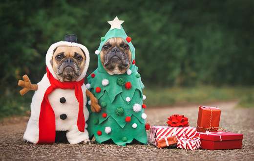 Two dogs on costume and gift