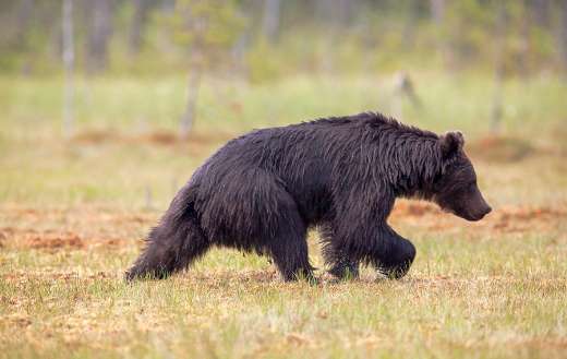 Baby black bear roaming around