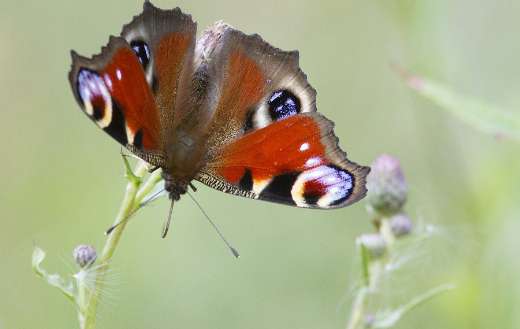 Big butterfly online