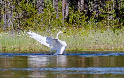 Bird whooper swan