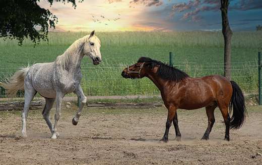 Coupling two horses