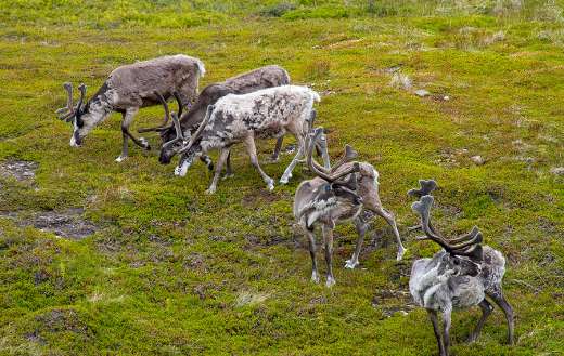 Grazing reindeer pasture
