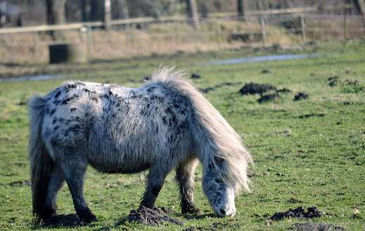 Little horse pony puzzle