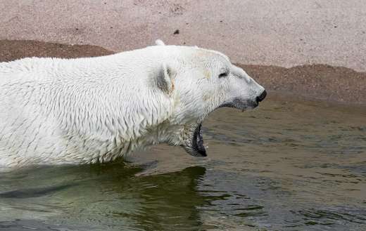 Ranua zoo polar bear animal
