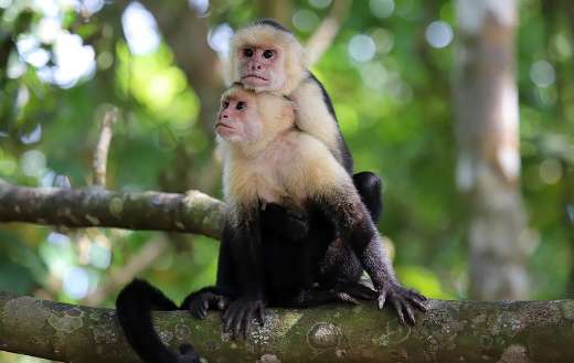Capuchin monkey online