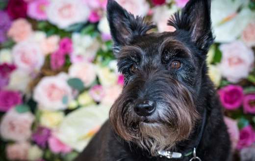 Scottie dog rescued by Brian nine years ago