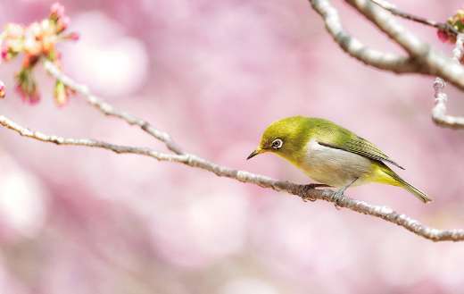 Beautiful small bird color pink background