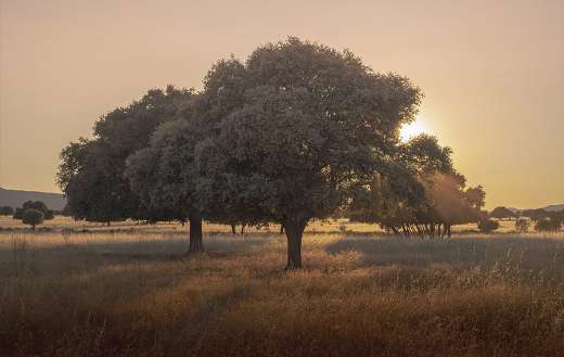 Cabaneros national park online
