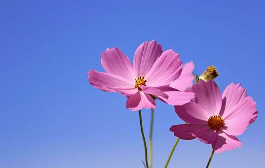 Cosmos flower under blue sky