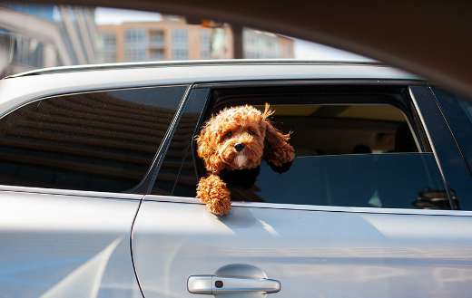 Cute puppy inside car puzzle
