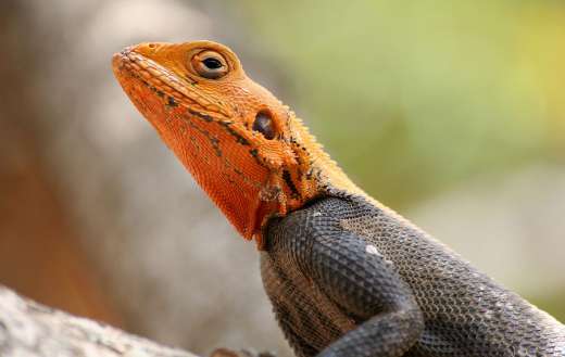 Orange black lizard color puzzle